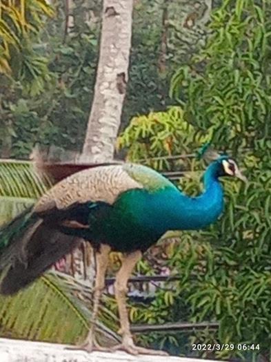 Devi Kripa Residency Leilighet Varkala Eksteriør bilde